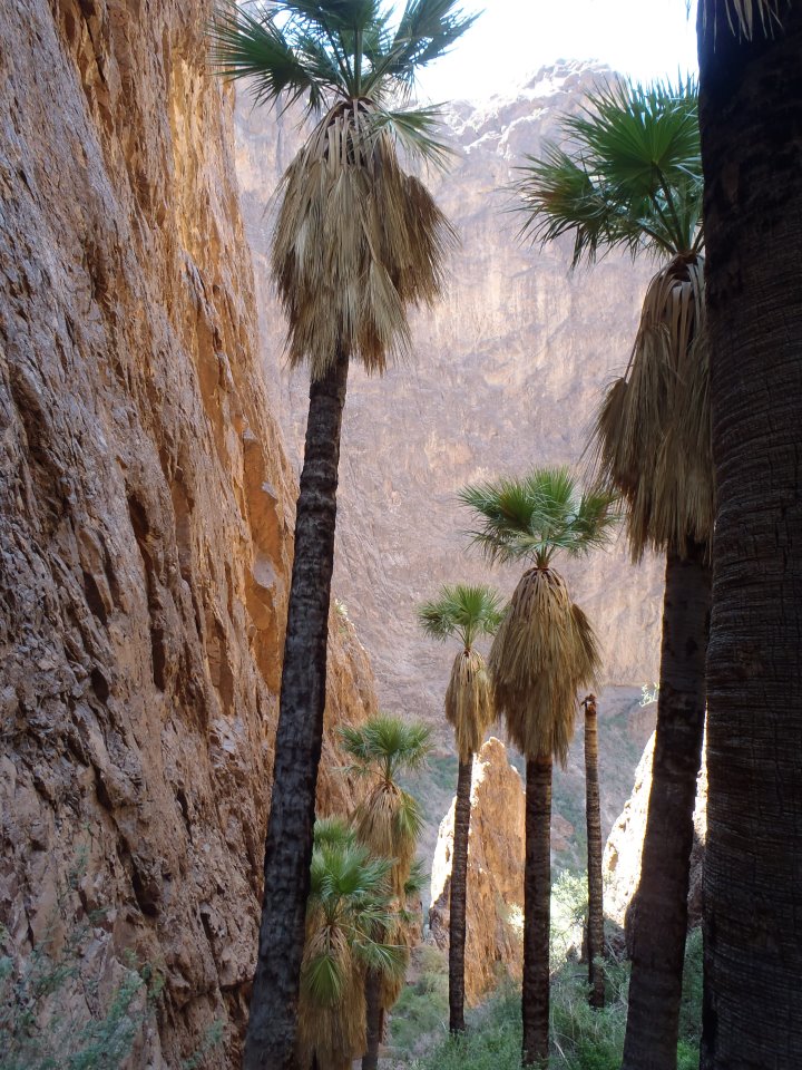 Native Washingtonia palms in Kofa National Wildlife Refuge
