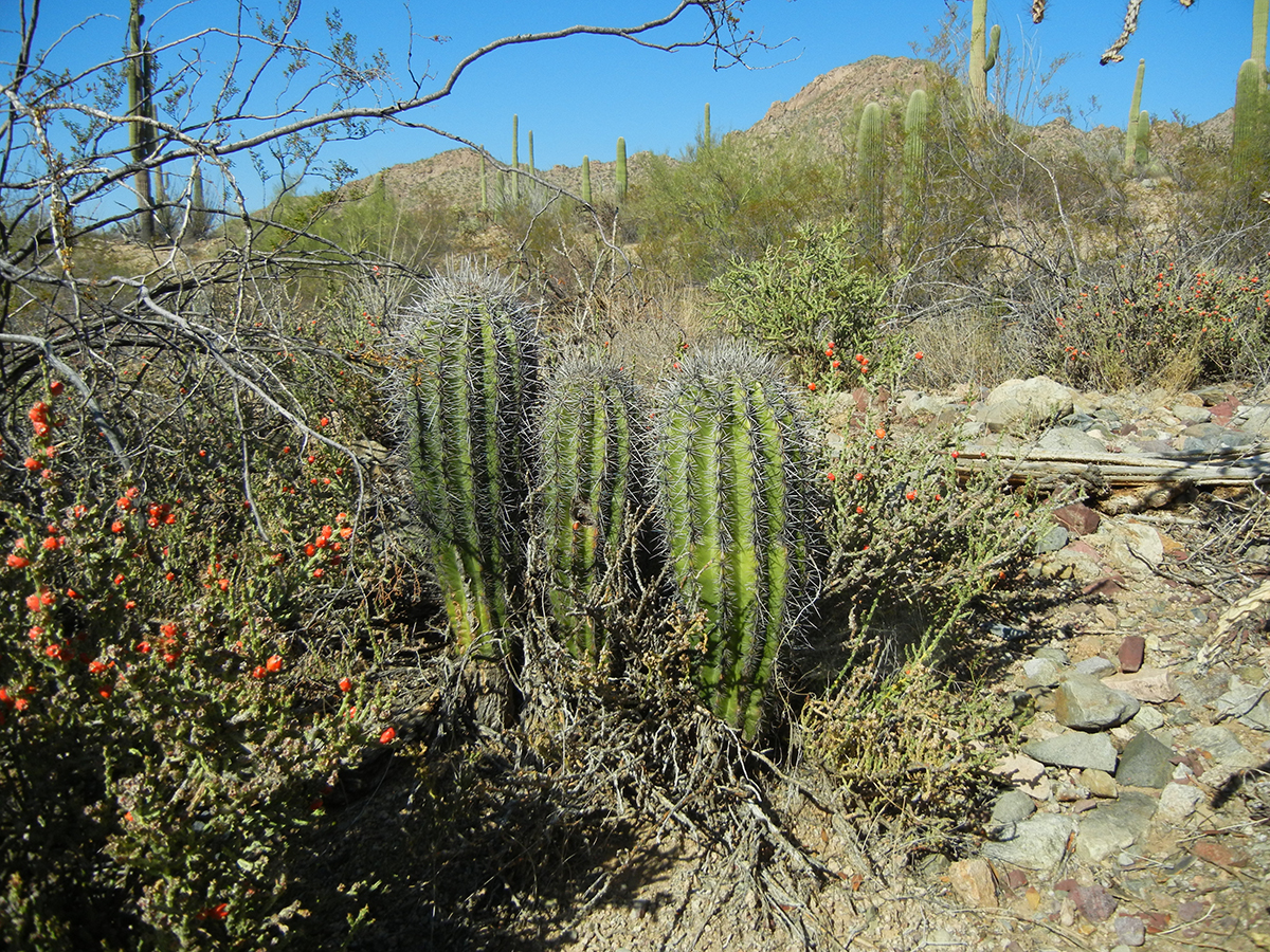 Saguaros in the Rincon Mountain District of Saguaro National Park East