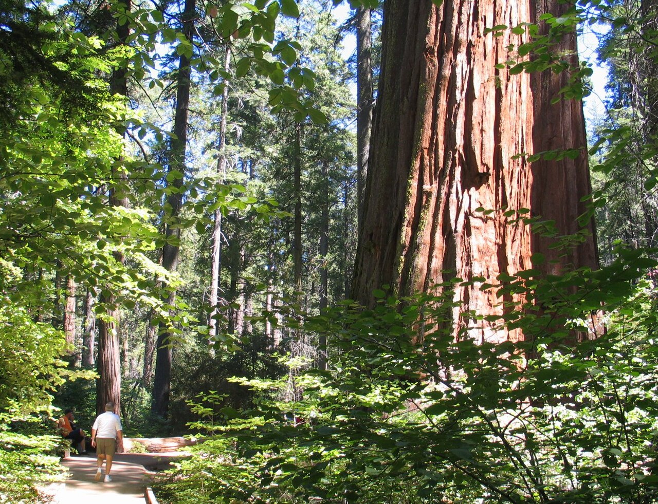 Giant sequoias at Calaveras Big Trees State Park