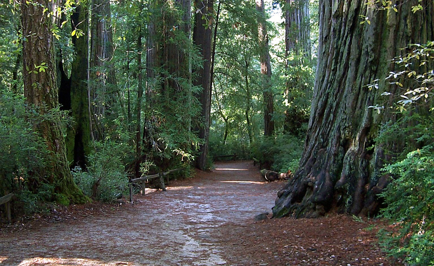 Redwood forest in Big Basin Redwoods State Park