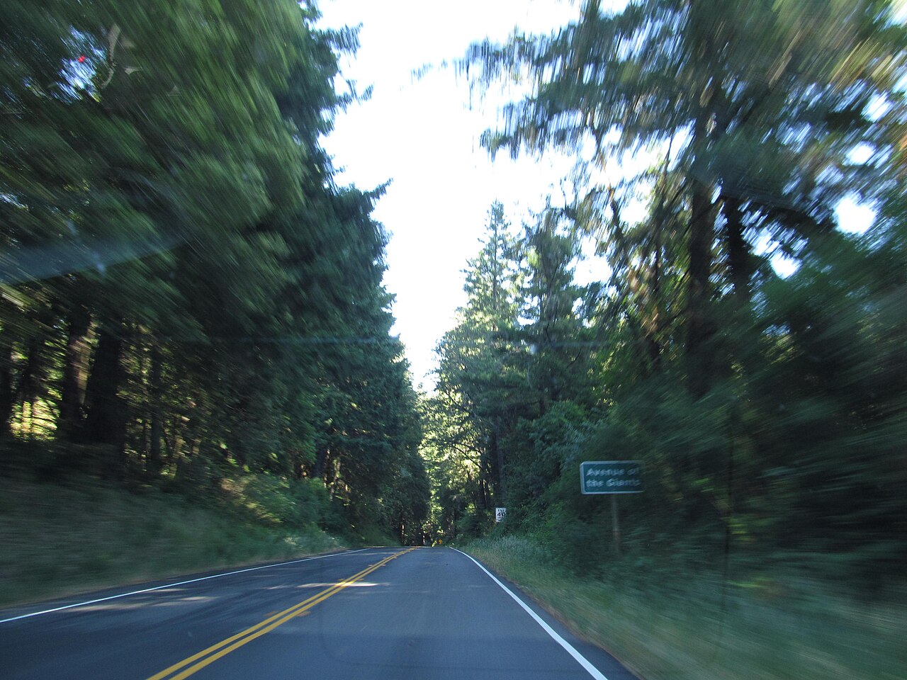 Road through the coast redwoods along Avenue of the Giants