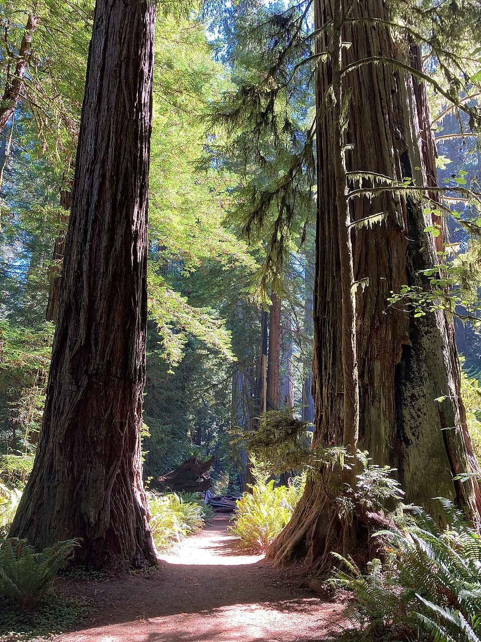 Towering coast redwoods in Jedediah Smith Redwoods State Park