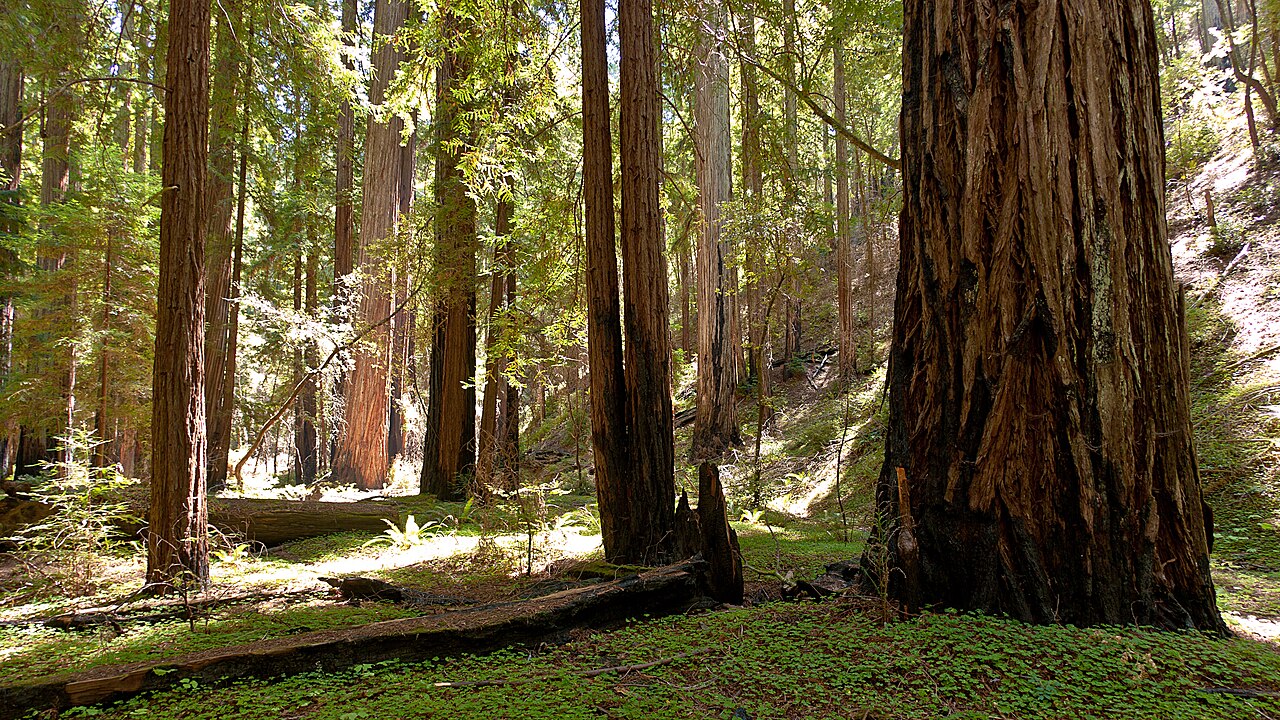Coast redwoods in Montgomery Woods State Natural Reserve