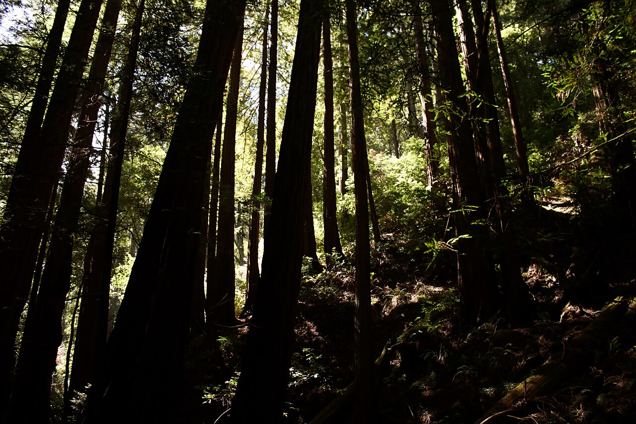 Old-growth coast redwoods in Muir Woods National Monument