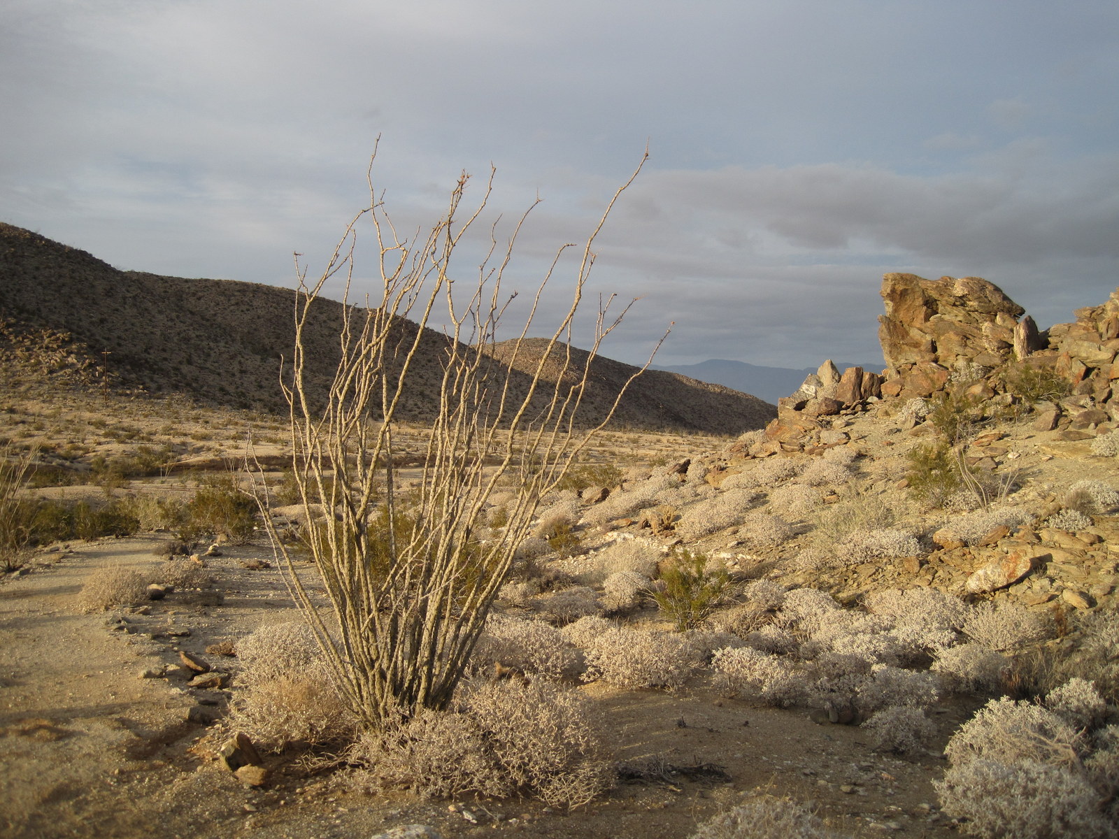 Rocky desert terrain and ocotillo in Anza-Borrego Desert State Park