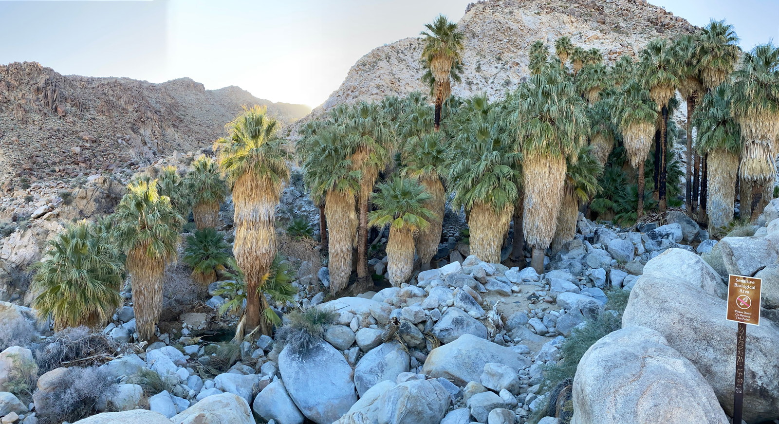 Fortynine Palms Oasis tucked into rocky desert hills in Joshua Tree National Park