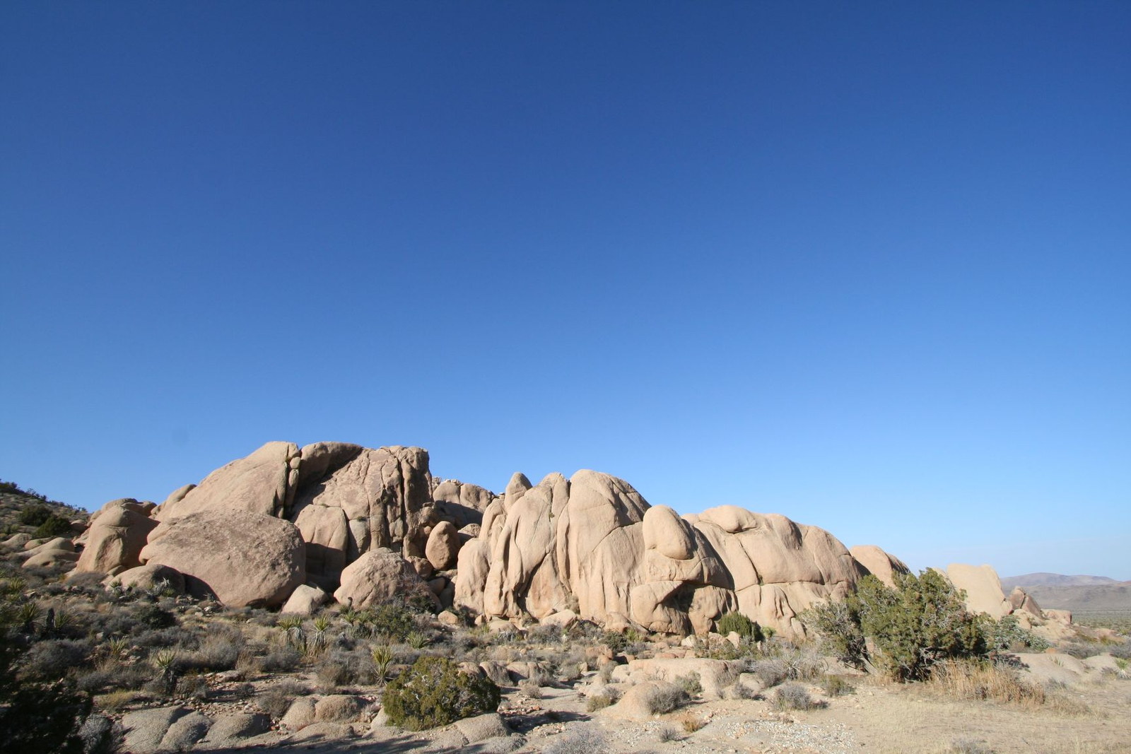 Joshua trees and rounded boulder formations in Joshua Tree National Park