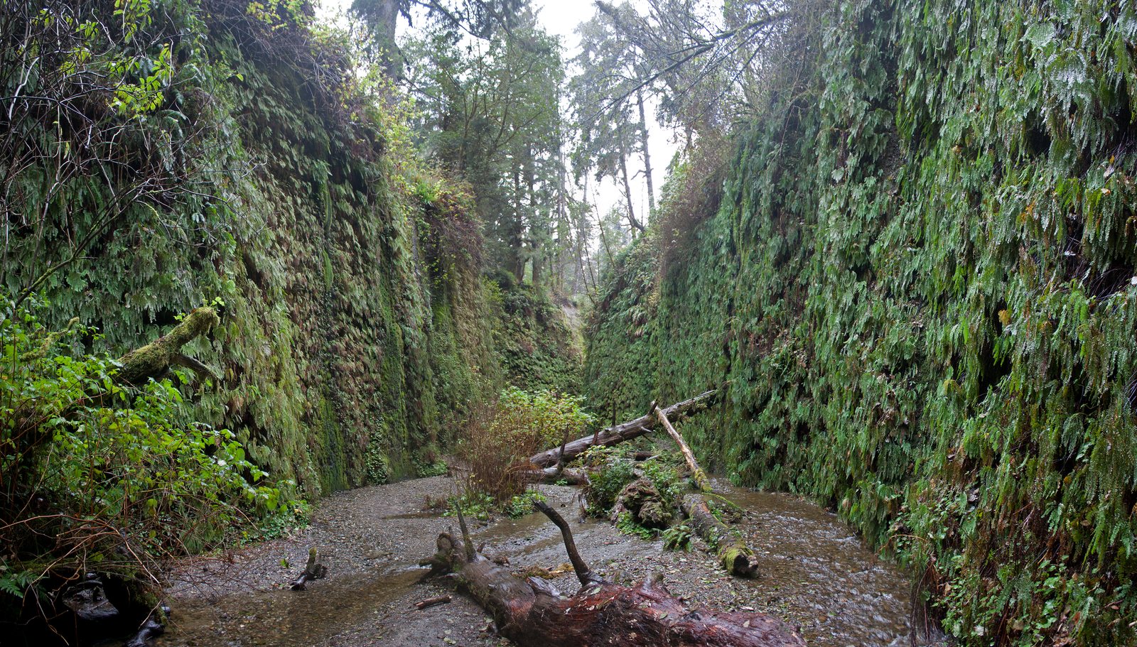 Fern-covered canyon walls and creek in Fern Canyon at Prairie Creek Redwoods State Park