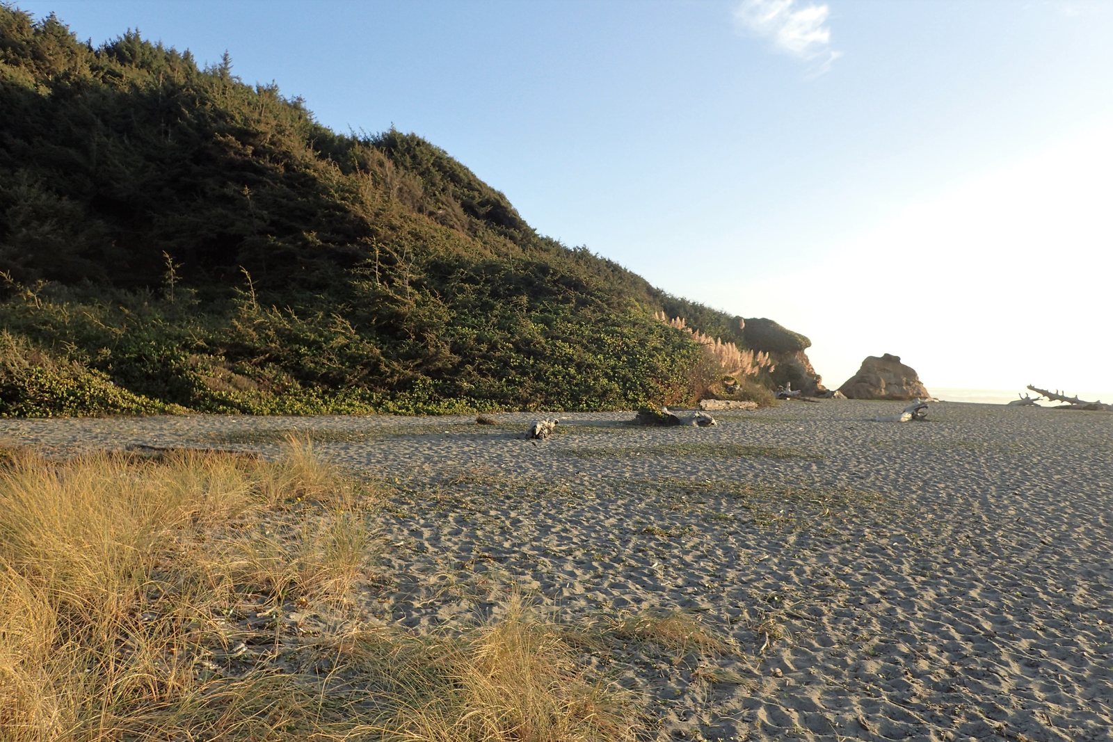 Dry Lagoon and forested coastal landscape in Humboldt Lagoons State Park