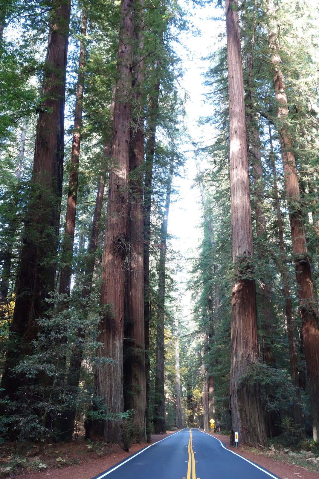 Avenue of the Giants road beneath towering coast redwoods in Humboldt Redwoods State Park