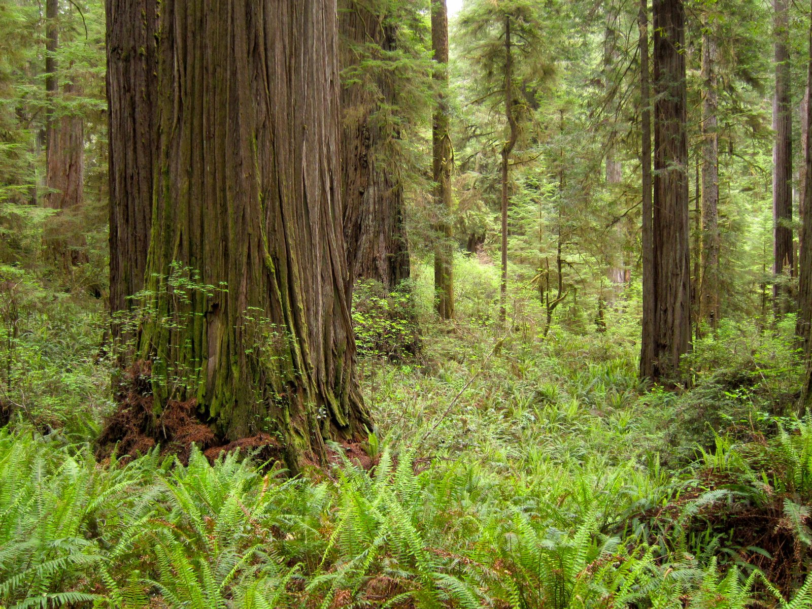 Sunlight filtering through old-growth redwoods in Jedediah Smith Redwoods State Park