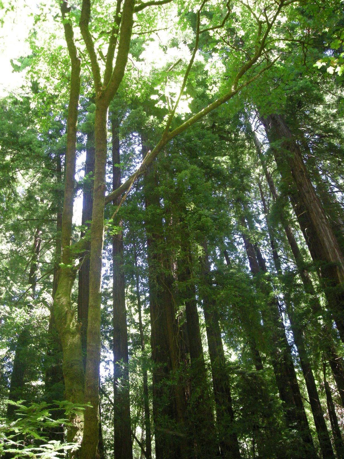 Tall coast redwoods in Muir Woods National Monument