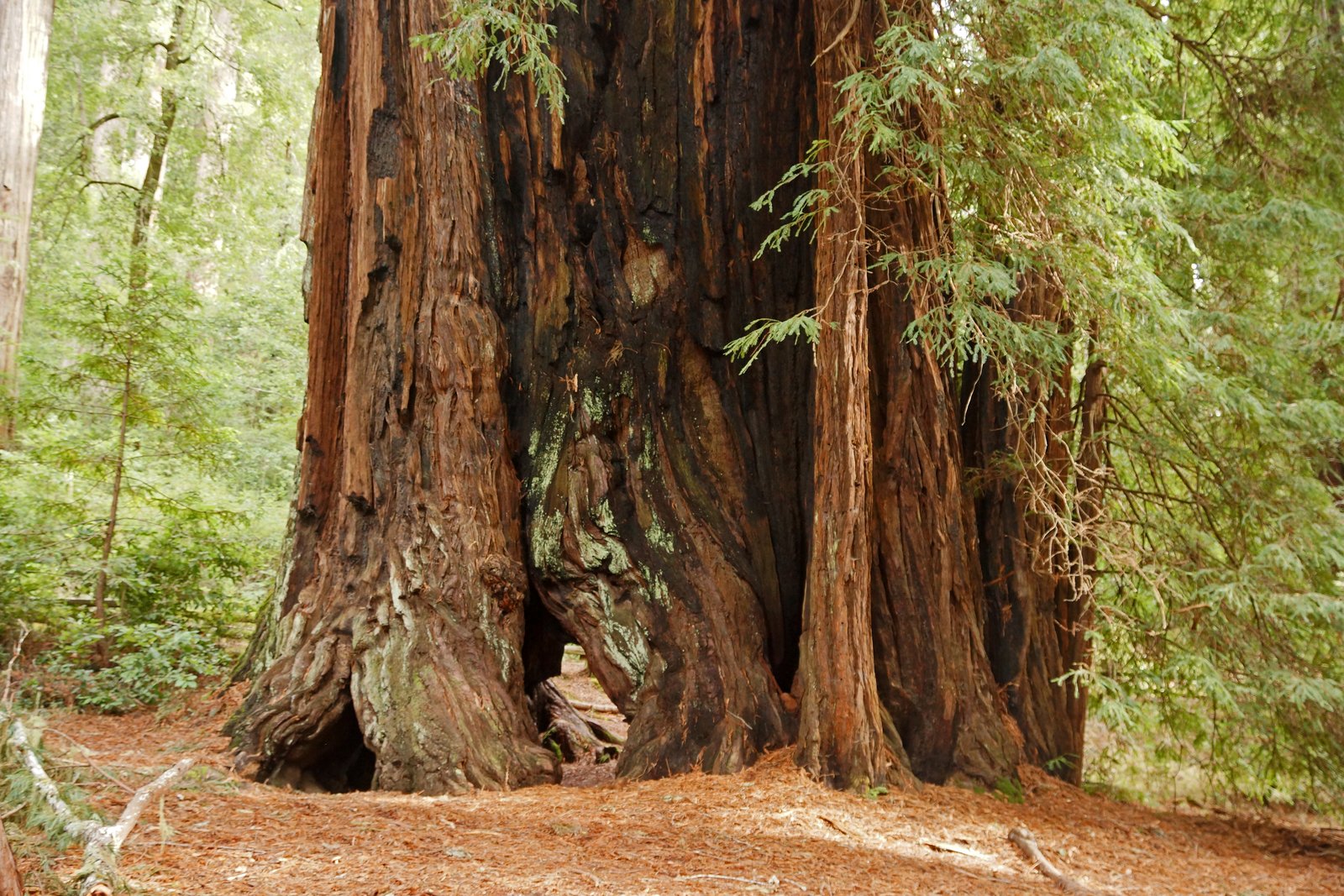 Towering coast redwoods in Big Basin Redwoods State Park