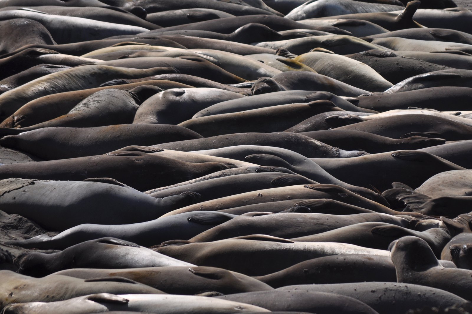 Northern elephant seals resting on the beach at Piedras Blancas near San Simeon