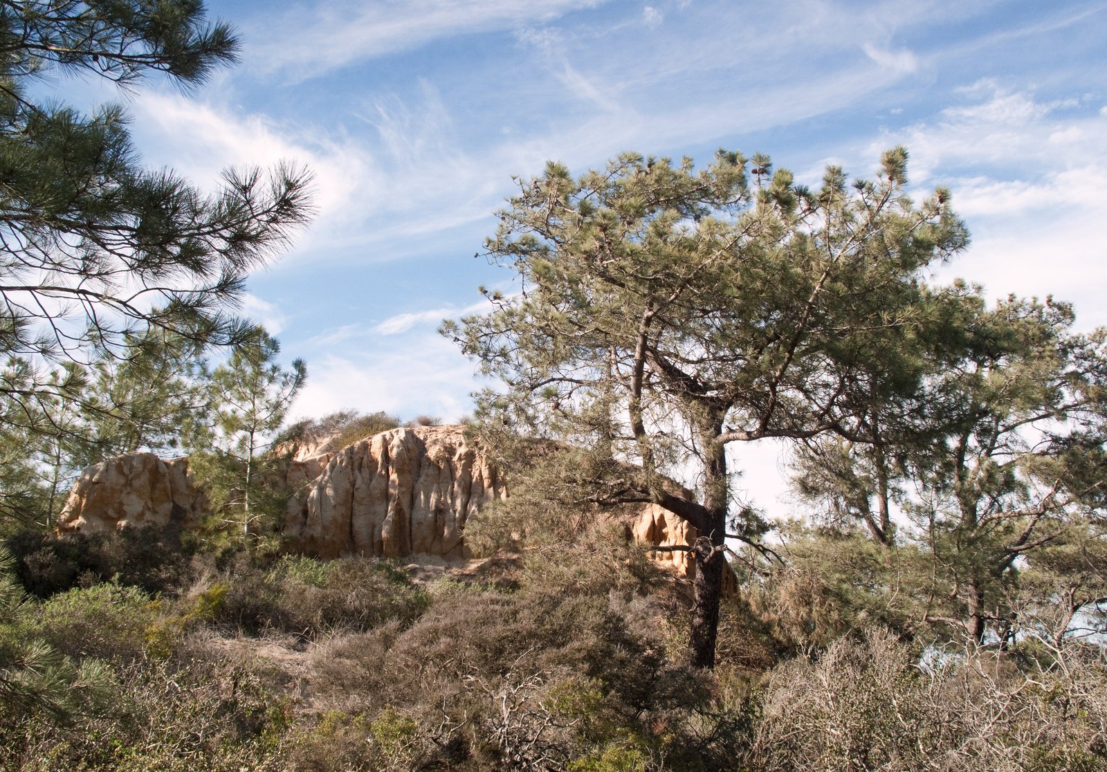Coastal bluffs and Pacific Ocean at Torrey Pines State Natural Reserve near San Diego