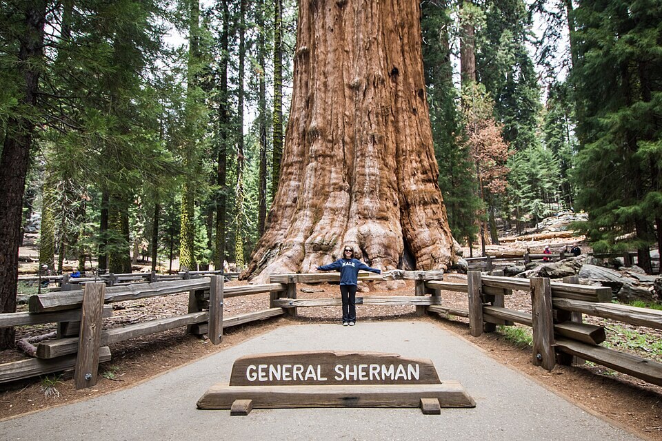 Authentic view of Sequoia & Giant Forest along the Sierra Nevada route