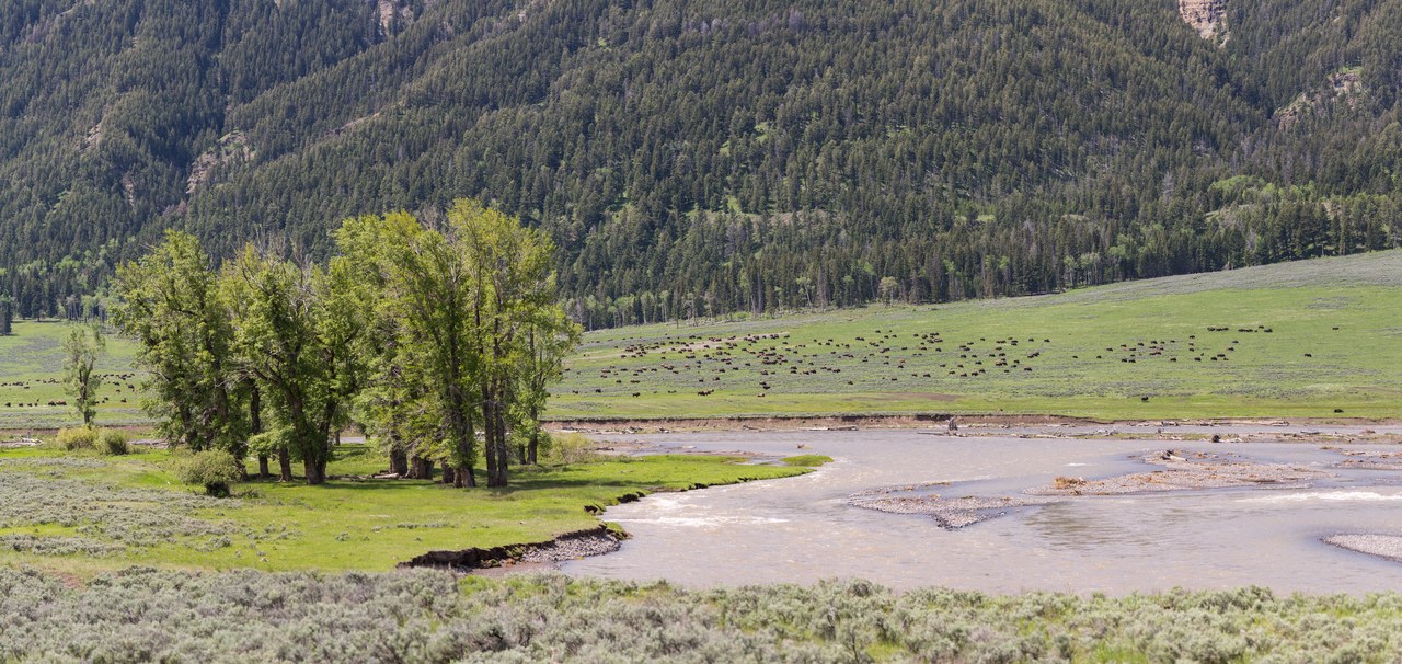 Bison herd in Yellowstone National Park’s Lamar Valley