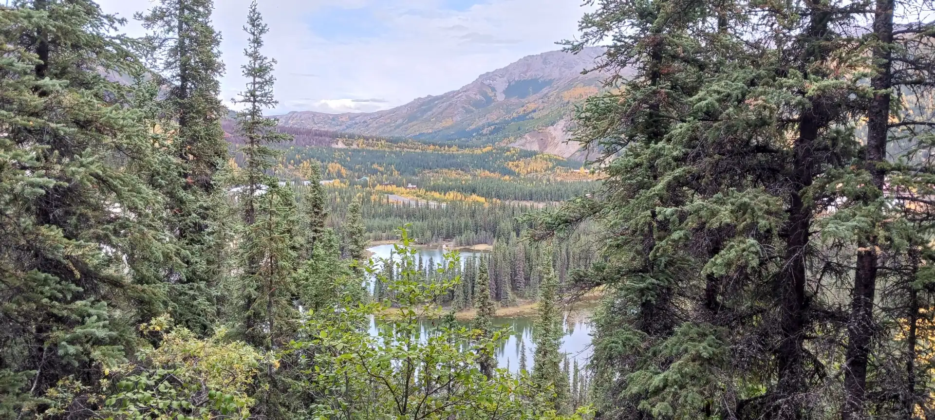 Forest and lake background