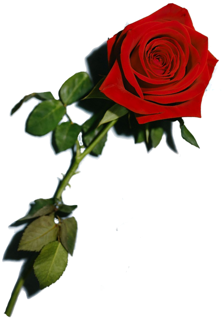 Rose Overlay